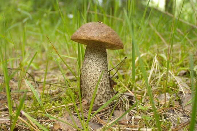 Подберезовики распространены в лиственных лесах и образуют микоризу с березами